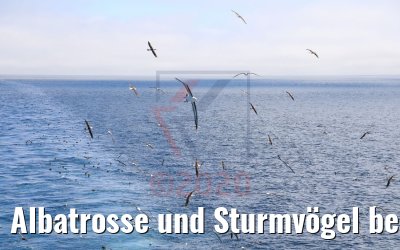 Albatrosse und Sturmvögel bei Falkland-Inseln 08.02.2020