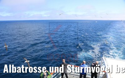 Albatrosse und Sturmvögel bei Falkland-Inseln 08.02.2020