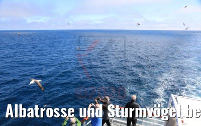 Albatrosse und Sturmvögel bei Falkland-Inseln 08.02.2020