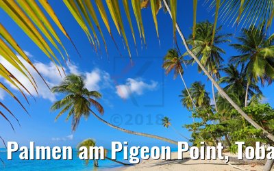Palmen am Pigeon Point, Tobago 09.02.2018