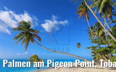 Palmen am Pigeon Point, Tobago 09.02.2018