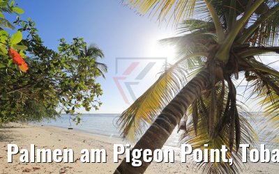 Palmen am Pigeon Point, Tobago 09.02.2018