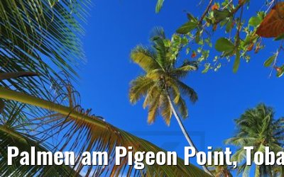 Palmen am Pigeon Point, Tobago 09.02.2018