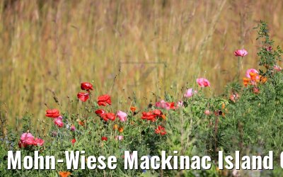 Mohn-Wiese Mackinac Island 07.10.2019