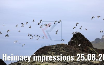 Heimaey impressions 25.08.2017