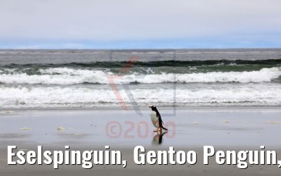 Eselspinguin, Gentoo Penguin, Bluff Cove Lagoon, Falkland Inseln 09.02.2020