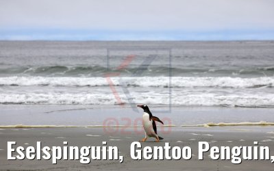 Eselspinguin, Gentoo Penguin, Bluff Cove Lagoon, Falkland Inseln 09.02.2020