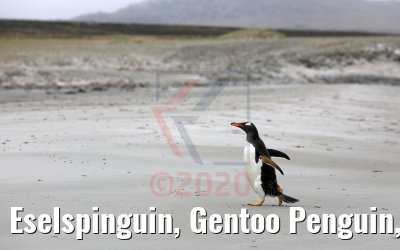 Eselspinguin, Gentoo Penguin, Bluff Cove Lagoon, Falkland Inseln 09.02.2020
