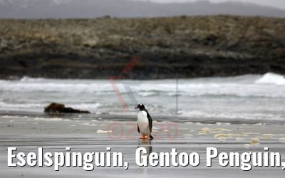 Eselspinguin, Gentoo Penguin, Bluff Cove Lagoon, Falkland Inseln 09.02.2020