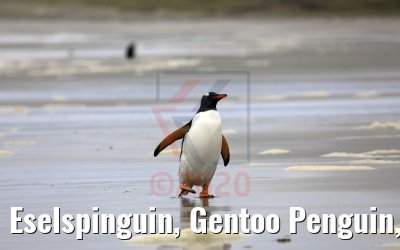 Eselspinguin, Gentoo Penguin, Bluff Cove Lagoon, Falkland Inseln 09.02.2020