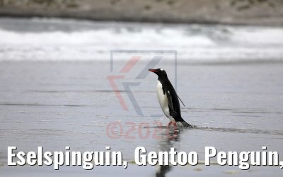 Eselspinguin, Gentoo Penguin, Bluff Cove Lagoon, Falkland Inseln 09.02.2020
