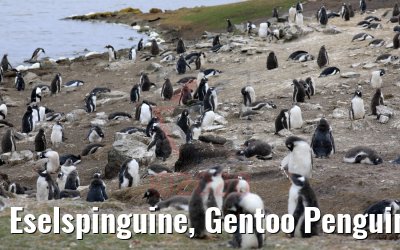 Eselspinguine, Gentoo Penguin, Bluff Cove Lagoon, Falkland Inseln 09.02.2020