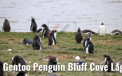 Gentoo Penguin Bluff Cove Lagoon 09.02.2020