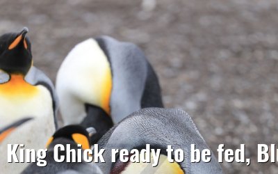 King Chick ready to be fed, Bluff Cove Lagoon 09.02.2020