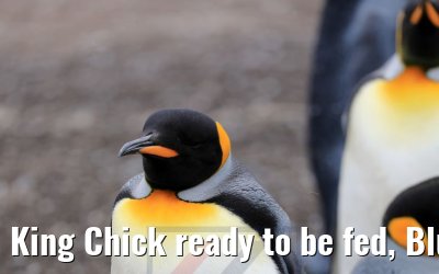 King Chick ready to be fed, Bluff Cove Lagoon 09.02.2020