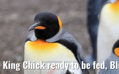 King Chick ready to be fed, Bluff Cove Lagoon 09.02.2020