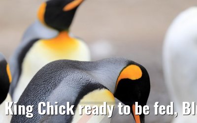 King Chick ready to be fed, Bluff Cove Lagoon 09.02.2020