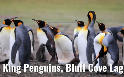 King Penguins, Bluff Cove Lagoon 09.02.2020