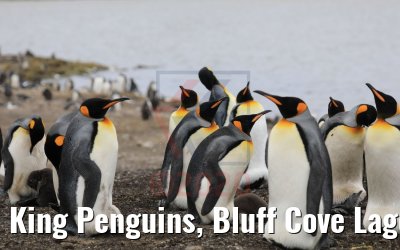 King Penguins, Bluff Cove Lagoon 09.02.2020