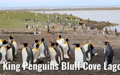 King Penguins Bluff Cove Lagoon, Falklandinseln 09.02.2020