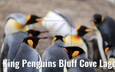 King Penguins Bluff Cove Lagoon, Falklandinseln 09.02.2020