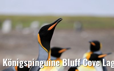 Königspinguine Bluff Cove Lagoon, Falkland Inseln 09.02.2020