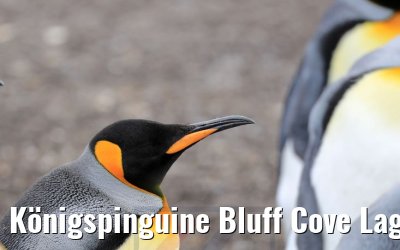 Königspinguine Bluff Cove Lagoon, Falkland Inseln 09.02.2020