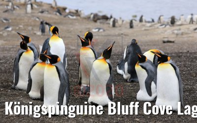 Königspinguine Bluff Cove Lagoon, Falkland Inseln 09.02.2020