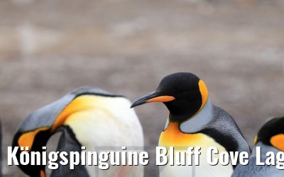 Königspinguine Bluff Cove Lagoon, Falkland Inseln 09.02.2020