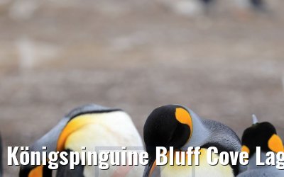 Königspinguine Bluff Cove Lagoon, Falkland Inseln 09.02.2020