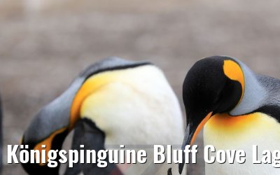 Königspinguine Bluff Cove Lagoon, Falkland Inseln 09.02.2020