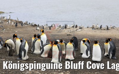Königspinguine Bluff Cove Lagoon, Falkland Inseln 09.02.2020