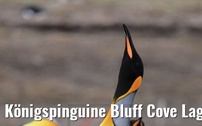 Königspinguine Bluff Cove Lagoon, Falkland Inseln 09.02.2020