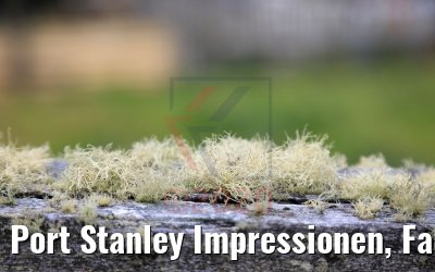 Port Stanley Impressionen, Falkland Inseln 09.02.2020