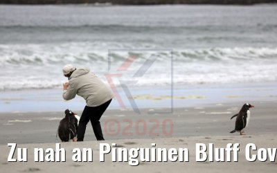 Zu nah an Pinguinen Bluff Cove Lagoon