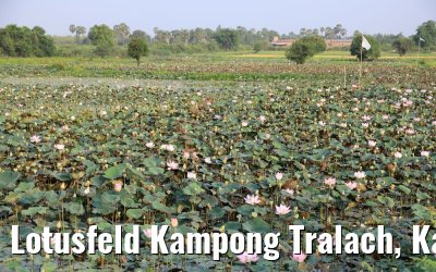 Lotusfeld Kampong Tralach, Kambodscha 14.04.2017
