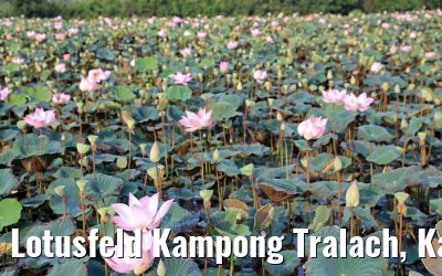 Lotusfeld Kampong Tralach, Kambodscha 14.04.2017