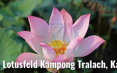Lotusfeld Kampong Tralach, Kambodscha 14.04.2017