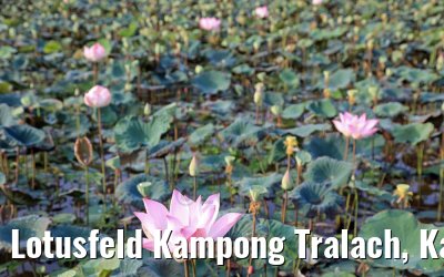 Lotusfeld Kampong Tralach, Kambodscha 14.04.2017