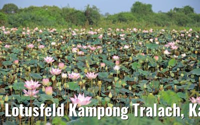 Lotusfeld Kampong Tralach, Kambodscha 14.04.2017