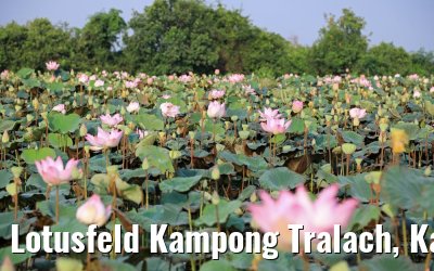 Lotusfeld Kampong Tralach, Kambodscha 14.04.2017