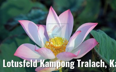 Lotusfeld Kampong Tralach, Kambodscha 14.04.2017