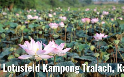 Lotusfeld Kampong Tralach, Kambodscha 14.04.2017