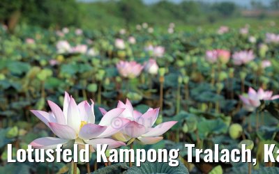 Lotusfeld Kampong Tralach, Kambodscha 14.04.2017