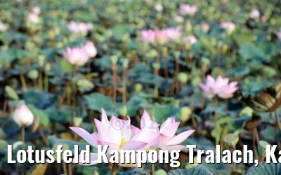 Lotusfeld Kampong Tralach, Kambodscha 14.04.2017