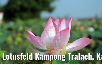 Lotusfeld Kampong Tralach, Kambodscha 14.04.2017