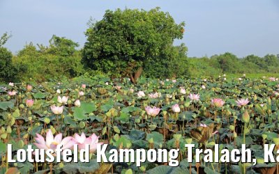 Lotusfeld Kampong Tralach, Kambodscha 14.04.2017