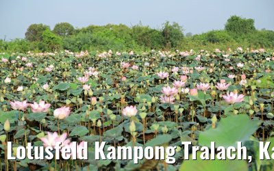 Lotusfeld Kampong Tralach, Kambodscha 14.04.2017
