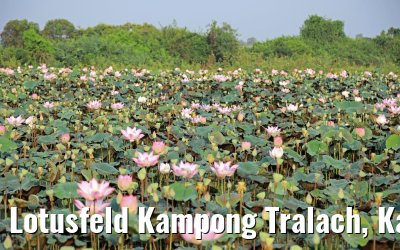 Lotusfeld Kampong Tralach, Kambodscha 14.04.2017
