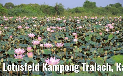 Lotusfeld Kampong Tralach, Kambodscha 14.04.2017